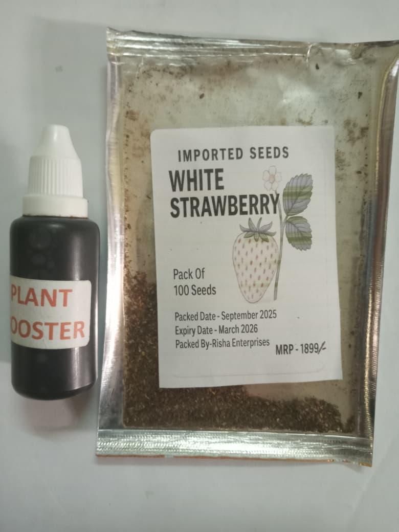 Rare Milk Strawberry Seeds ( Pack of 20) + Plant Growth Serum Free