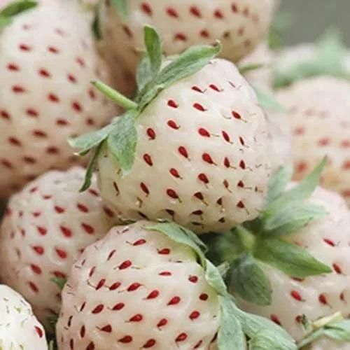Rare Milk Strawberry Seeds ( Pack of 20) + Plant Growth Serum Free