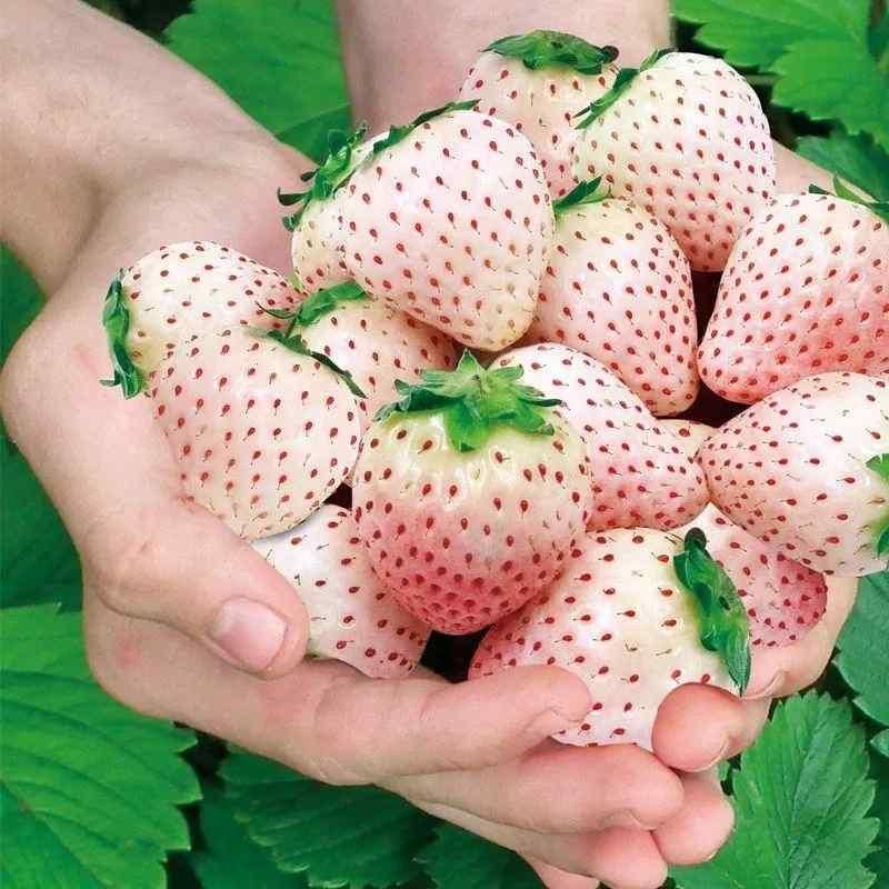 Rare Milk Strawberry Seeds ( Pack of 20) + Plant Growth Serum Free